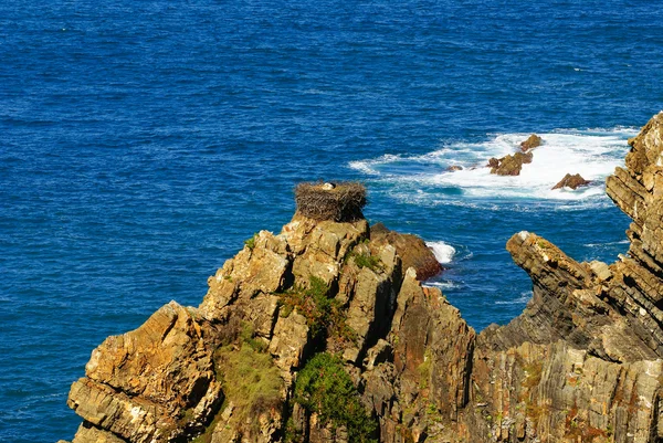 Nid de cigogne au bord de la falaise, Cabo Sardao, Alentejo, Port — Photo