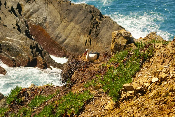 Аистовое гнездо на краю скалы, Кабо-Сардао, Алентежу, Порт — стоковое фото