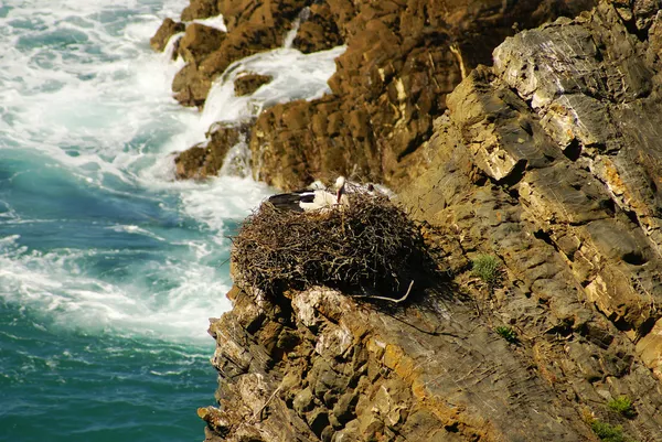 Stork nest at the edge of the cliff, Cabo Sardao, Alentejo, Port — Stock Photo, Image