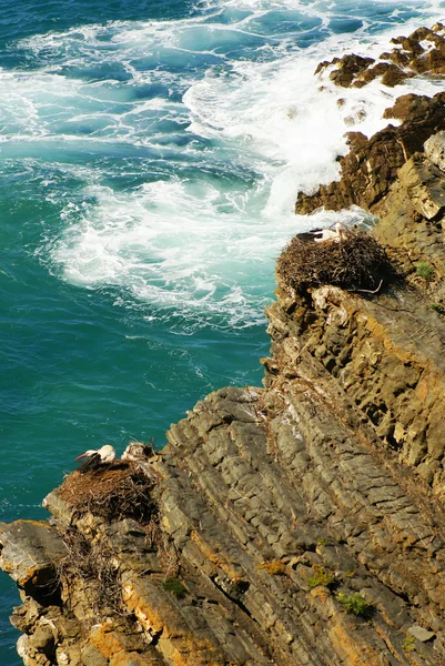 Nido de cigüeñas en el borde del acantilado, Cabo Sardao, Alentejo, Puerto — Foto de Stock