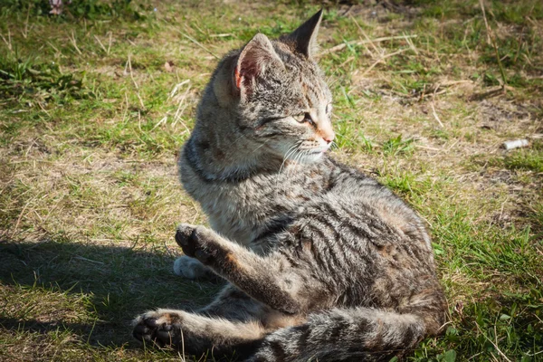可爱的小猫在草地上 — 图库照片