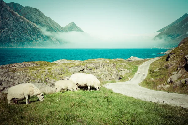 Ovejas caminando por el camino. Noruega paisaje —  Fotos de Stock