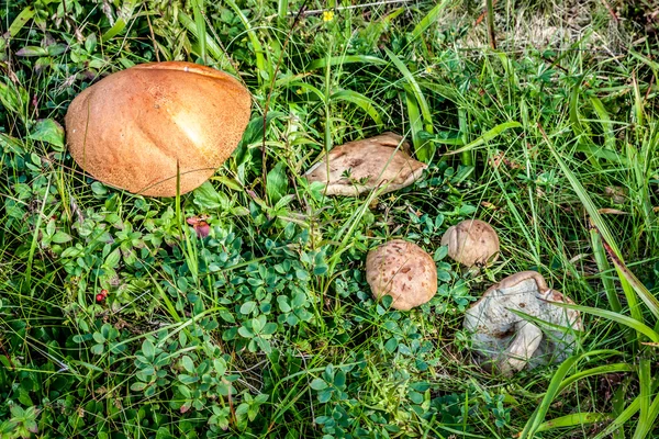 Trzy grzyby w trawa zbliżenie w letni dzień — Zdjęcie stockowe