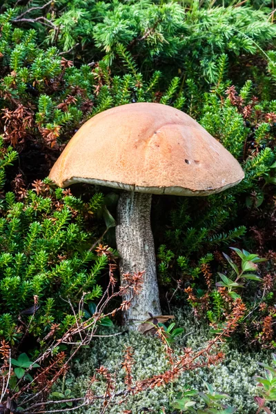 Три гриба в траве крупным планом в летний день — стоковое фото