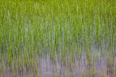 alan, İskandinav yatay