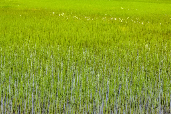 Paisagem escandinava com campo — Fotografia de Stock