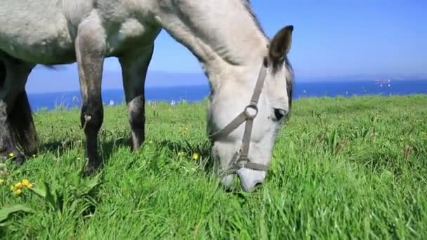 Häst ensam på en gräsmatta som äter gräs — Stockvideo