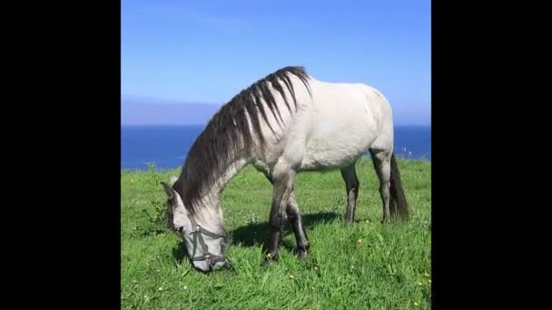 Cavalo sozinho em um gramado comendo grama — Vídeo de Stock