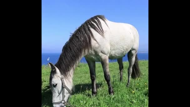 Cavalo sozinho em um gramado comendo grama — Vídeo de Stock