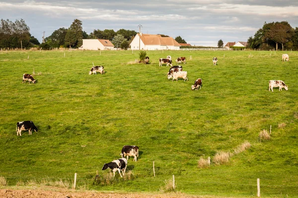Black and white cows on green meadow — Stock Photo, Image