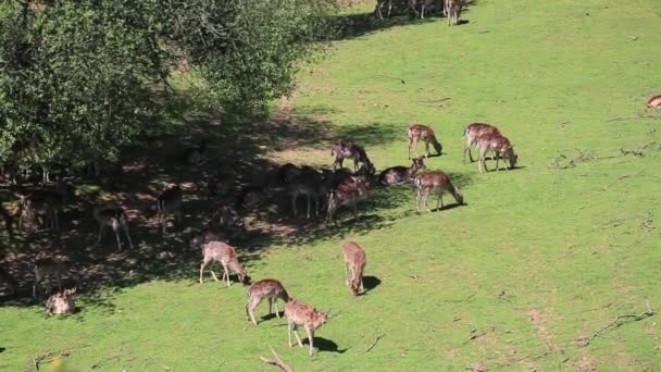 Fallow Deer hinds no harém durante a rotina na floresta de montanha de outono — Vídeo de Stock