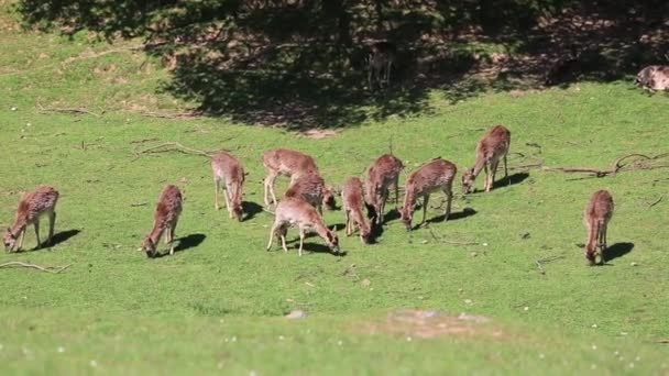 Daino cervo ostacola in harem durante la carreggiata nella foresta di montagna autunno — Video Stock