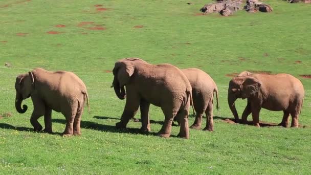 Εξοικειωμένοι ομάδα αφρικανικών ελεφάντων τρέφονται με χορτάρι — Αρχείο Βίντεο