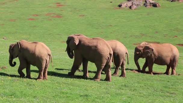 Familiar group of african elephants feeding on grass — Stock Video