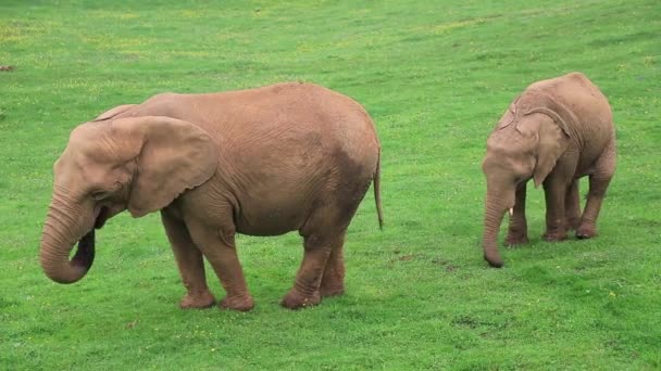 Знакомая группа африканских слонов, питающихся травой — стоковое видео