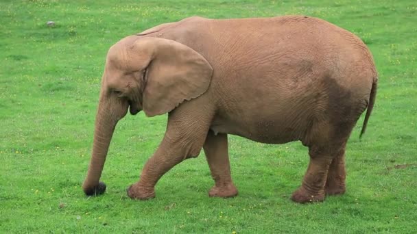afrikai elefánt fű etetése felsobbrendu