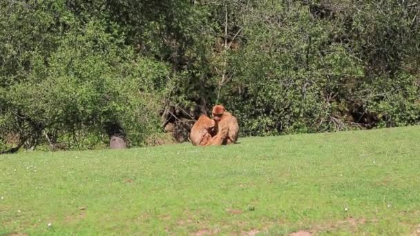 De Berberaap is gevonden in de landen van Algerije, Marokko, Tunesië en in gibraltar. — Stockvideo