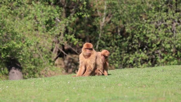 El macaco se encuentra en los países de Argelia, Marruecos, Túnez y Gibraltar. . — Vídeos de Stock