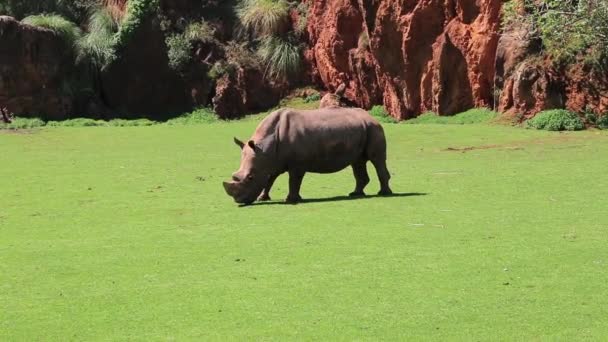 Rhinocéros dans la nature. Kenya, Afrique 