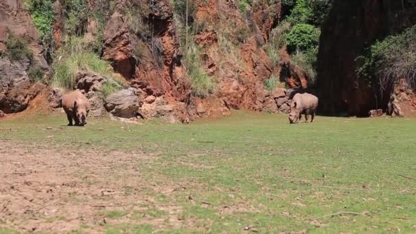 Rinoceronte en estado salvaje. Kenia, África — Vídeo de stock