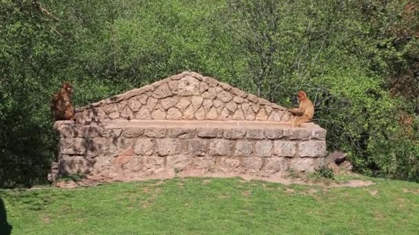 The barbary macaque is found in the countries of Algeria, Morocco, Tunisia and in Gibraltar. — Stock Video