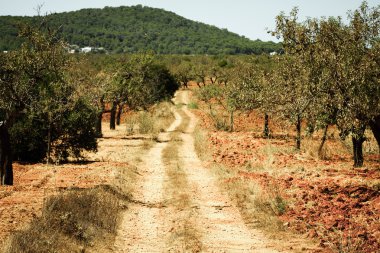 Kırmızı kil toprak üzerinde tarım arazileri olan ibiza adası manzarası