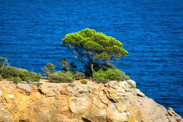 Cala nova strand in ibiza eiland in Balearen mediterrane — Stockfoto