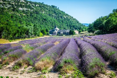 Provence 'deki Abbaye de Senanque' ın önünde lavanta.