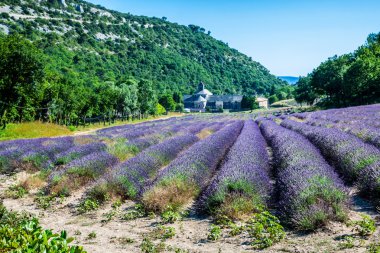 Provence 'deki Abbaye de Senanque' ın önünde lavanta.