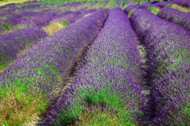 47Provence - lavendel veld in de gordes, Frankrijk