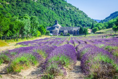 Provence 'deki Abbaye de Senanque' ın önünde lavanta.
