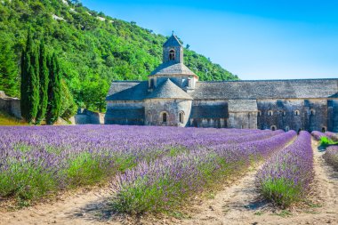 Provence 'deki Abbaye de Senanque' ın önünde lavanta.