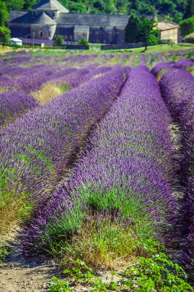 Lavanda frente a la abadía de Senanque en Provenza —  Fotos de Stock