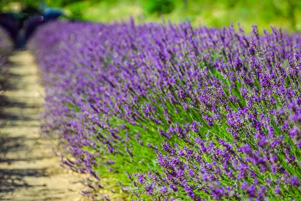 Provence - lavender field in the Gordes ,France — Stock Photo, Image