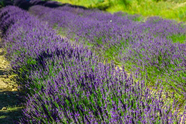 Provence - lavender field in the Gordes ,France — Stock Photo, Image