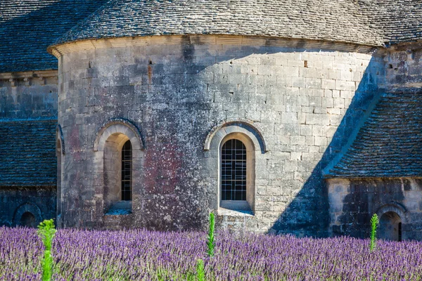 Levandule před abbaye de senanque v Provence — Stock fotografie