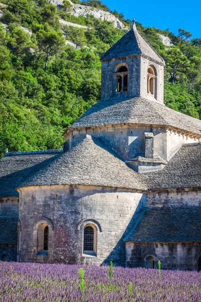 Лаванда перед аббатством Сенанке в Провансе — стоковое фото