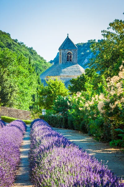 Lavender in front of the abbaye de Senanque in Provence — Stock Photo, Image