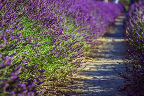 Provence - lavender field in the Gordes ,France — Stock Photo, Image