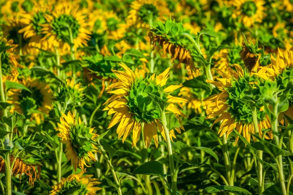 Campo de girassóis gigantes em um dia ensolarado de verão na França — Fotografia de Stock