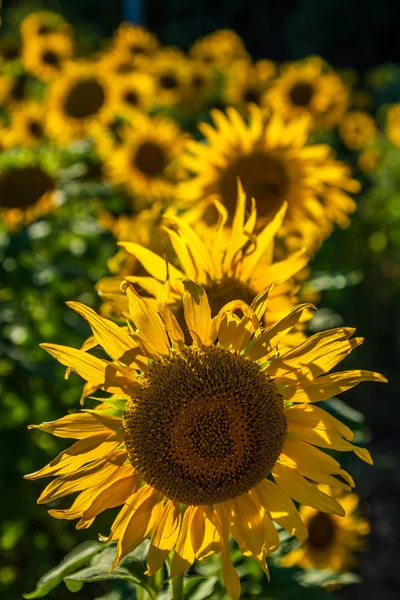 Champ de tournesols géants lors d'une journée ensoleillée en France — Photo