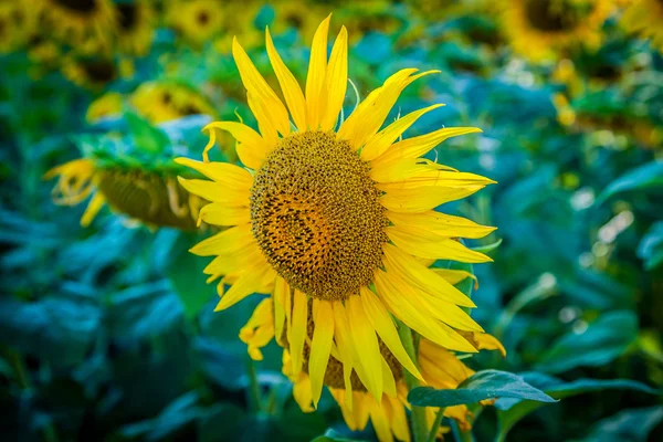 Champ de tournesols géants lors d'une journée ensoleillée en France — Photo