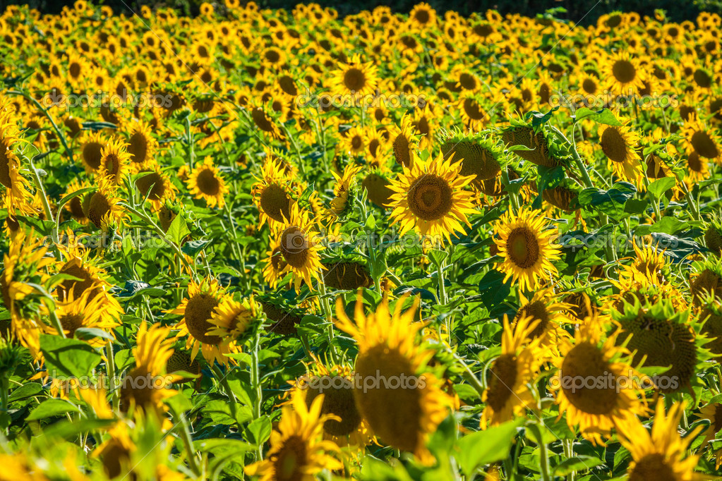 Field of giant sunflowers on a sunny summer day in France — Stock Photo ...