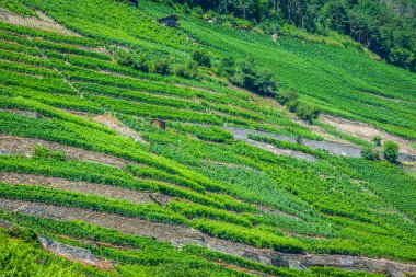 üzüm bağları ve mo çevrili martigny İsviçre Alp kasabası