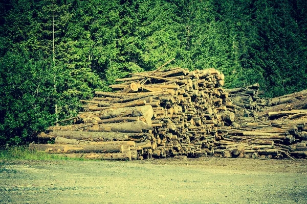 Legno di albero tagliato deforestato nella foresta — Foto Stock