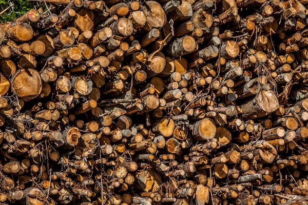 Madera de árbol cortada deforestada en el bosque —  Fotos de Stock