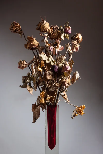 Dry flowers in a vase — Stock Photo, Image