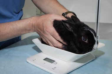 Veterinarian putting a rabbit on scale clipart