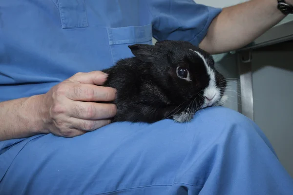 Veterinario con un conejo —  Fotos de Stock