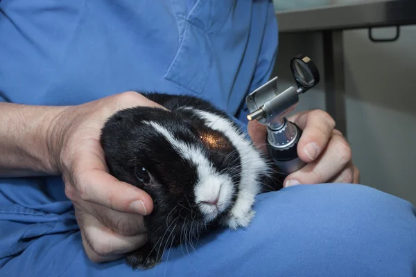 Veterinário examinando um coelho — Fotografia de Stock